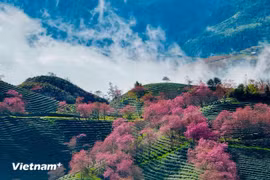 Sa Pa listed fastest-growing destination in Asia: Agoda