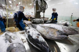 Tuna being processed for export at Binh Dinh Fishery Joint Stock Company in the southern province of Binh Dinh. (Photo: VNA/VNS)