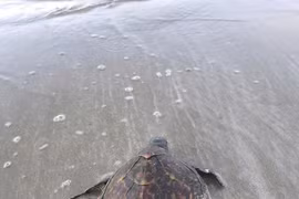 A hawksbill was rescued and released into the wild (Photo: VNA)