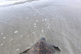 A hawksbill was rescued and released into the wild (Photo: VNA)