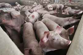 Pig Farm (Photo: Laotiantimes)