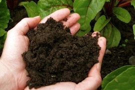 Peat is emerging as a key natural resource for organic fertiliser production (Photo: internet)