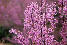 Wild peach blossoms in mountain enchant visitors