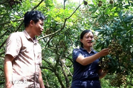 Customers visit the longan orchard of Bui Xuan Su (left) in Tan Hung commune, Hung Yen province. (Photo: VNA)