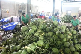 Vietnam’s coconut industry eyes billion-dollar markets