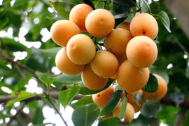 Vinh Long farmers enhance value of plum mango 