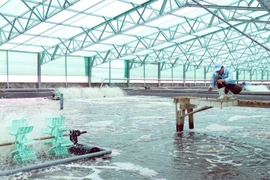 Ho Chi Minh City promotes sustainable aquaculture development 