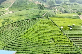 Thai Nguyen tea targets stronger brand identity