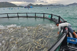 Khanh Hoa launches a high-tech offshore aquaculture pilot project (Photo: baochinhphu.vn)