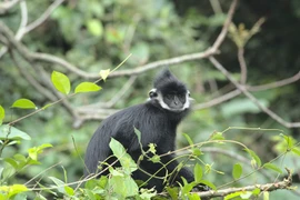 The Hatinh langur is one of many wild animals released back into their natural habitat. (Photo: baoquangbinh.vn)