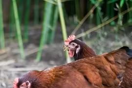 Cambodia reports fifth fatal human H5N1 case of the year. (Photo: cidrap.umn.edu)