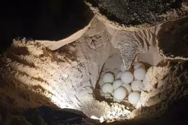 Turtle nests are relocated by Con Dao National Park rangers to protected incubation sites. (Photo: sggp.org.vn)