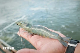 Ca Mau’s shrimp industry moves towards “green” growth