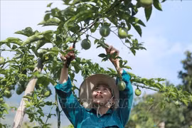 A local resident in Ho Thau commune, Tam Duong district, Lai Chau province tend to passion fruit crops. (Photo: VNA)