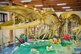 The two reconstructed whale skeletons at Lang Tan relic site on Ly Son island district (Photo: Quang Ngai newspaper)