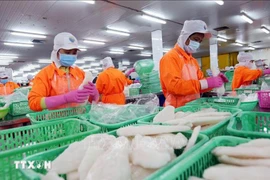 Processing seafood for export at the Indian Ocean Co. Ltd in Thot Not Industrial Park, Can Tho city. (Photo: VNA)