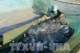 New opportunity for Vietnam’s tilapia exports (Photo: VNA)