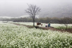 Moc Chau - a springtime plateau amid the clouds