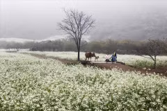 Moc Chau - a springtime plateau amid the clouds