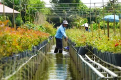 Raised-platform flower growing defines Sa Dec flower village