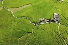 Green rice season draws visitors to Lao Cai