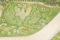Tam Coc's rice field painting welcomes tourism week