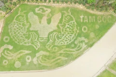 Tam Coc's rice field painting welcomes tourism week