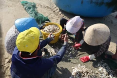 Fisherfolk in Ho Chi Minh City enjoy bumper anchovy season