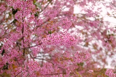 Da Lat cherry blossoms captivate visitors