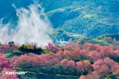 Brilliant cherry blossom hues glow across Sa Pa