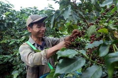 Strong Arabica harvest brings cheer to Son La farmers