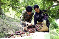 Early-ripening plums in Son La enjoy bumper crop, strong prices