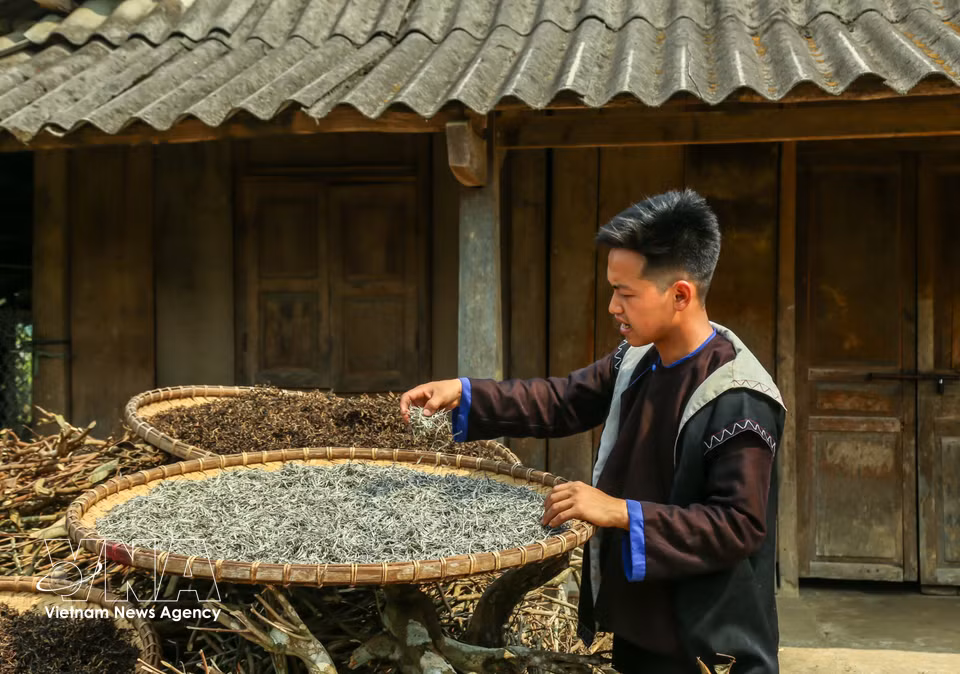 Natural sun-drying allows the tea leaves to dry gradually, preserving their original colour and, notably, the fine silvery-white hairs covering the buds – the most prized feature of Suoi Giang tea. (Photo: published by VNA)