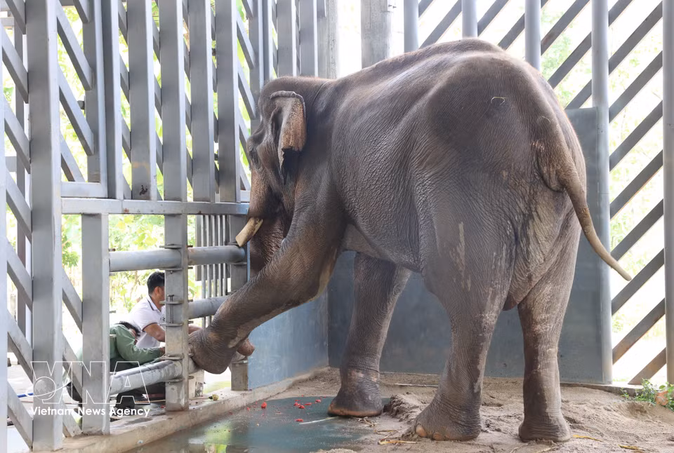 An elderly elephant is cared for and nurtured at the centre. (Photo: VNA)