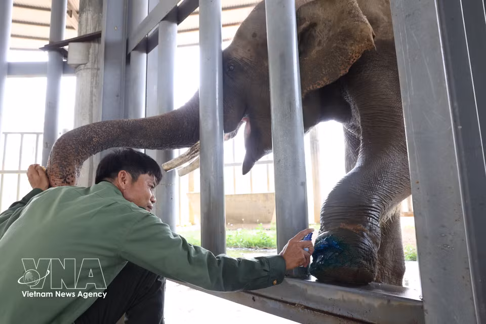 Staff clean and treat wounds on an elephant. (Photo: VNA)