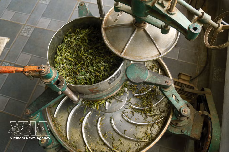 Machine rolling helps shape the Shan Tuyet tea leaves more evenly. The grooves on the rolling table release essential oils, creating the tea’s rich and distinctive highland flavour. (Photo: published by VNA)