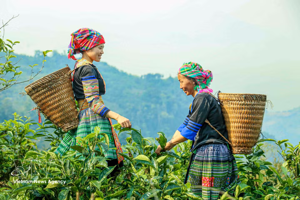 Hmong ethnic women head to the hills to harvest Shan Tuyet tea, beginning a familiar day of work among the ancient tea groves. (Photo: published by VNA) ​