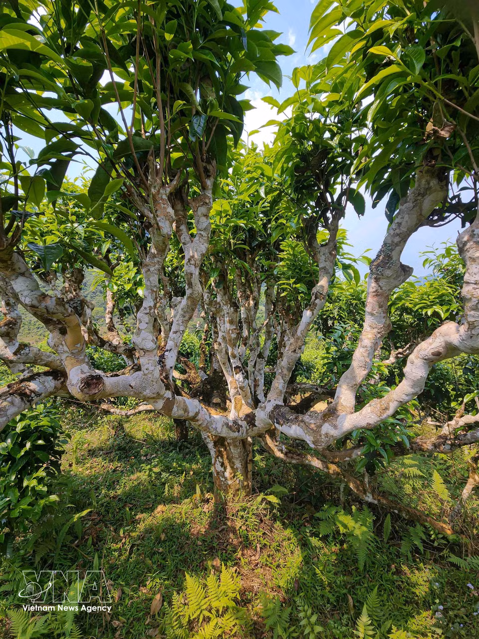 Ancient Shan Tuyet tea trees in Suoi Giang are large in size, with trunks so wide that they require one to two people to embrace, and many are hundreds of years old. (Photo: published by VNA)
