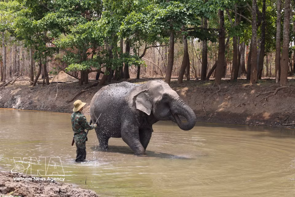 Caring for elephants in the deep forest is demanding work, requiring dedication and a special bond with the animals. (Photo: VNA)