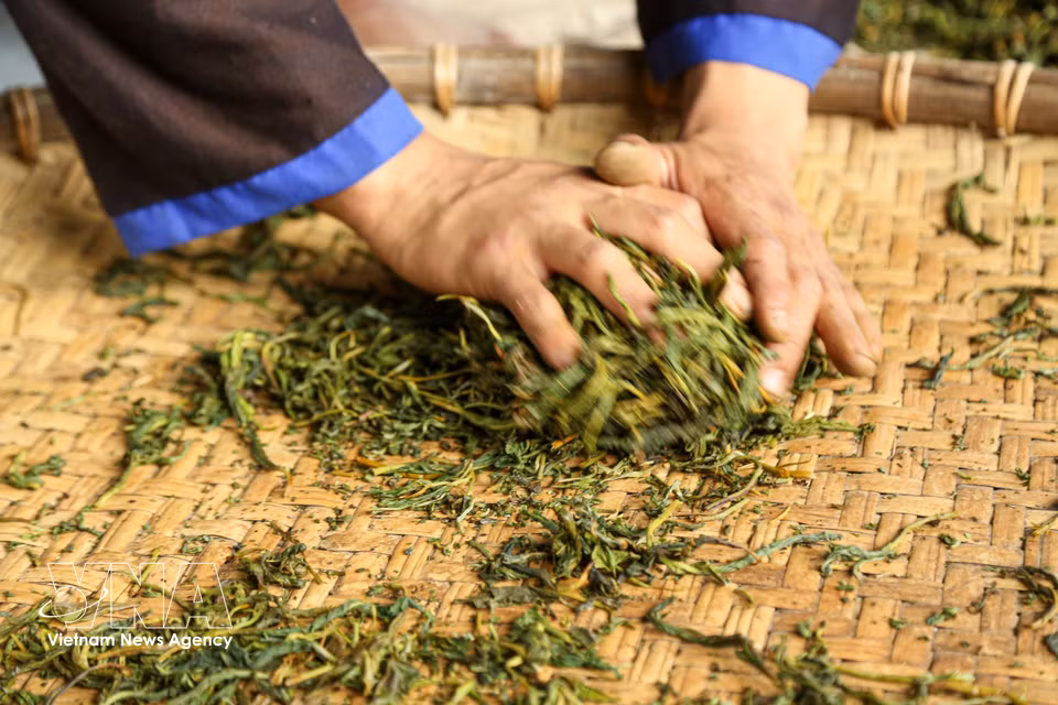Before machinery was introduced, Suoi Giang locals process Shan Tuyet tea using manual rolling methods – a technique requiring skill and experience. (Photo: published by VNA)