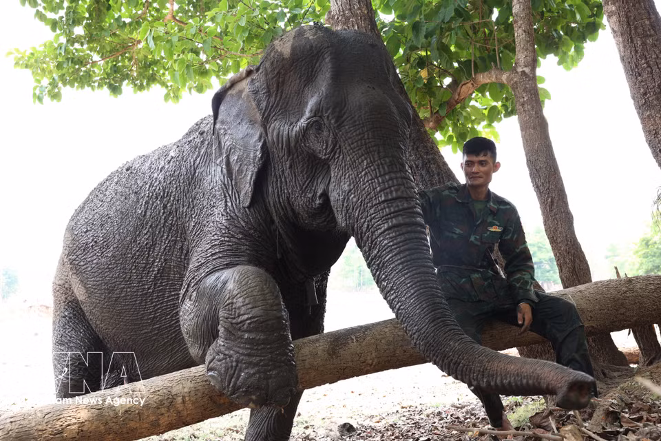 An elephant playfully seeks affection from its keeper. (Photo: VNA) ​