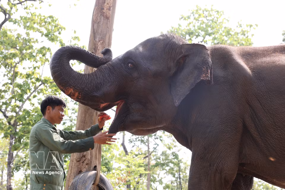 After more than a decade working in elephant rescue and care, Cao Xuan Ninh regards the animals as family, sharing both hardships and joys with them. (Photo: VNA)