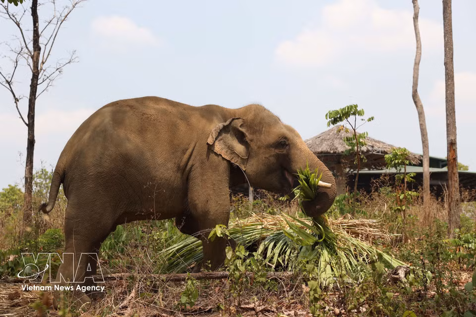 Jun, an elephant rescued by the centre in 2015 with severe leg injuries caused by a trap, has recovered after multiple surgeries and is now strong and healthy. (Photo: VNA)