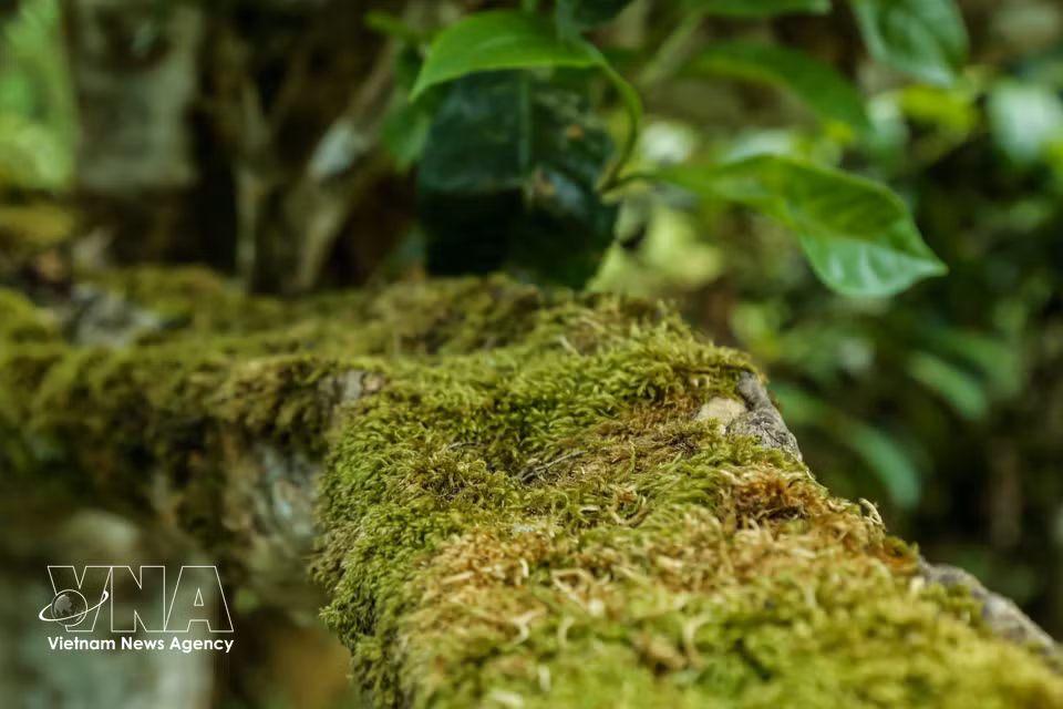 A layer of green moss covering the trunks of Shan Tuyet tea trees is a distinctive feature of ancient trees growing in a cool, humid climate year-round. (Photo: published by VNA)