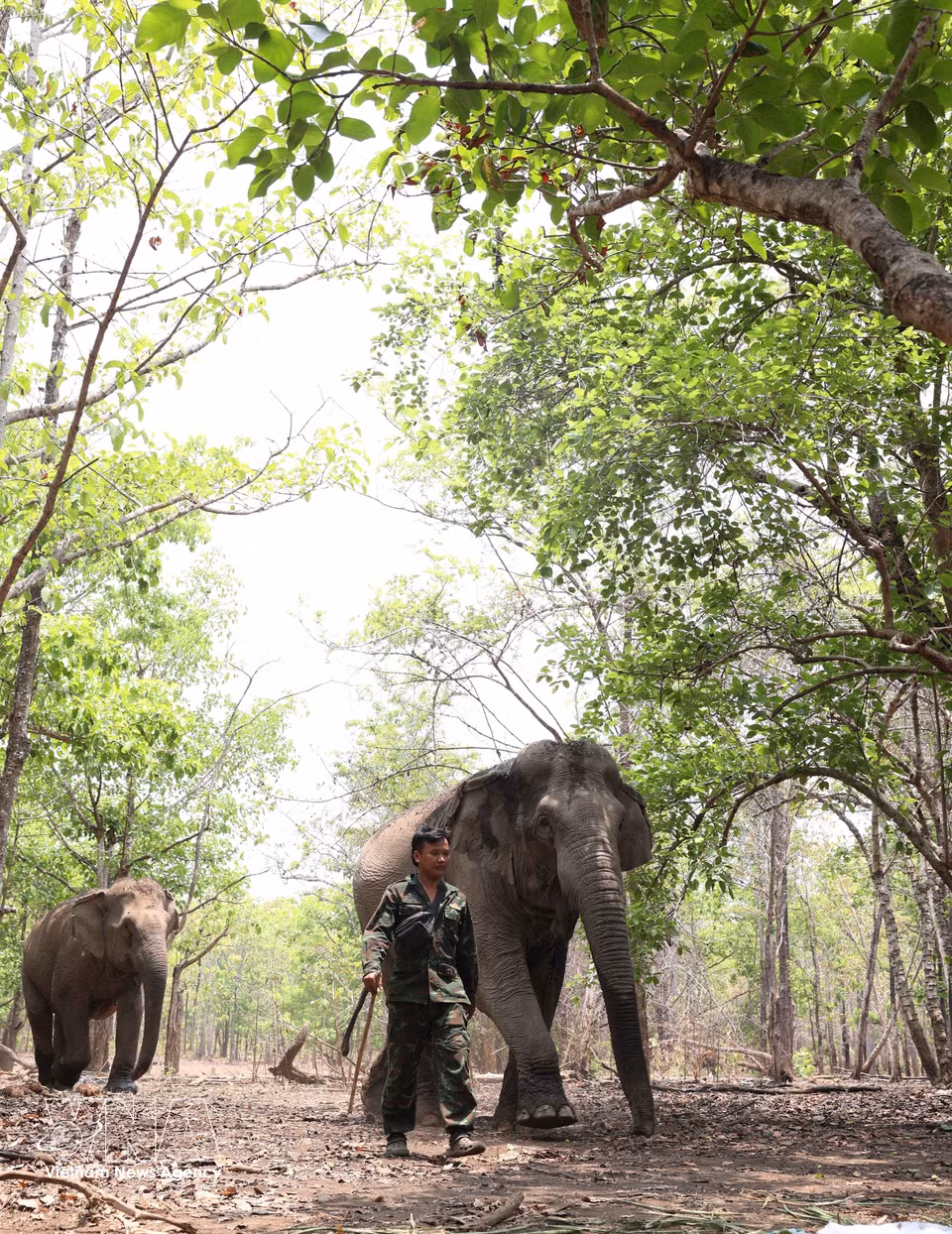 Caretakers walk for kilometres through the forest with the elephants to find food and water in temperatures nearing 40°C. (Photo: VNA)