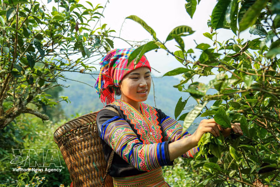 Each bud carries not only the flavour of the mountains but also the hope for a more stable livelihood for local people. (Photo: published by VNA)