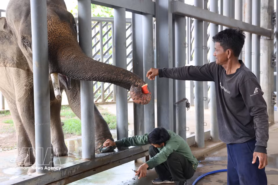 Injured elephants are treated in a semi-wild environment, with wounds monitored daily. (Photo: VNA)