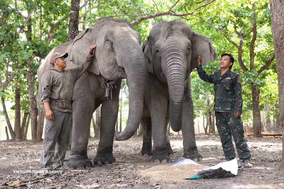 Elephant keepers treat the animals as members of their own families. (Photo: VNA)