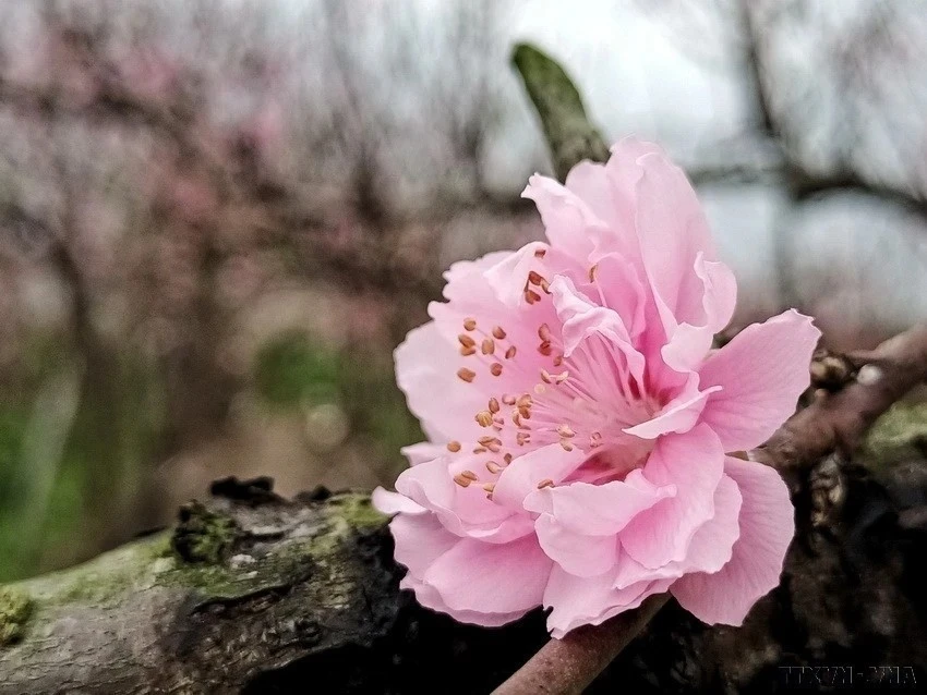 Light pink peach blossoms feature large blooms with numerous petals. (Photo: VNA)