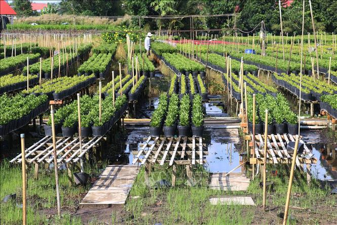 The largest flower-growing areas are located in Tan Quy Dong ward, Tan Khanh Dong commune, An Hoa ward, and Tan Quy Tay commune.(Photo: VNA) hoa-kieng-sa-dec-dong-thap-15102024.jpg